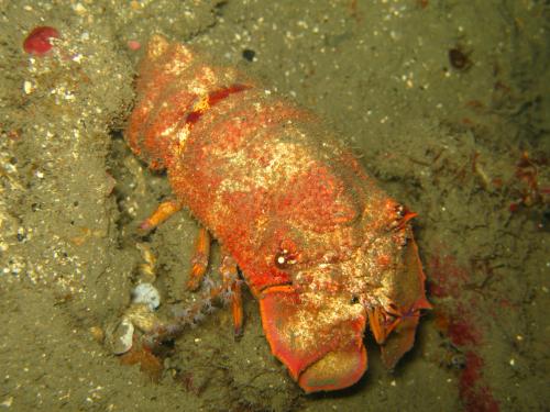 Scaly Slipper Lobster