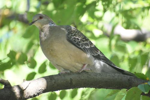 金背鳩