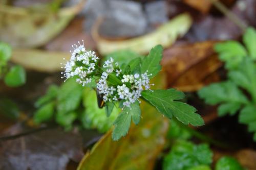 五葉山芹菜