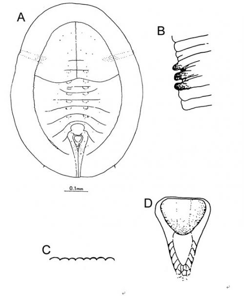 Africaleyrodes citri  (Takahashi, 1932)