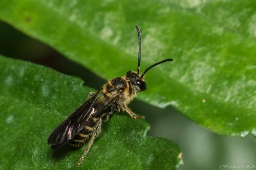 Megachilidae_003.jpg