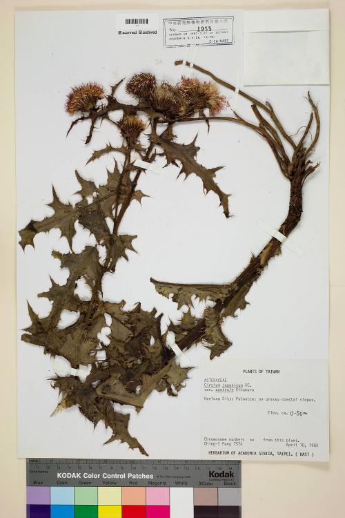 Cirsium japonicum DC. var. australe Kitam._標本_BRCM 5824