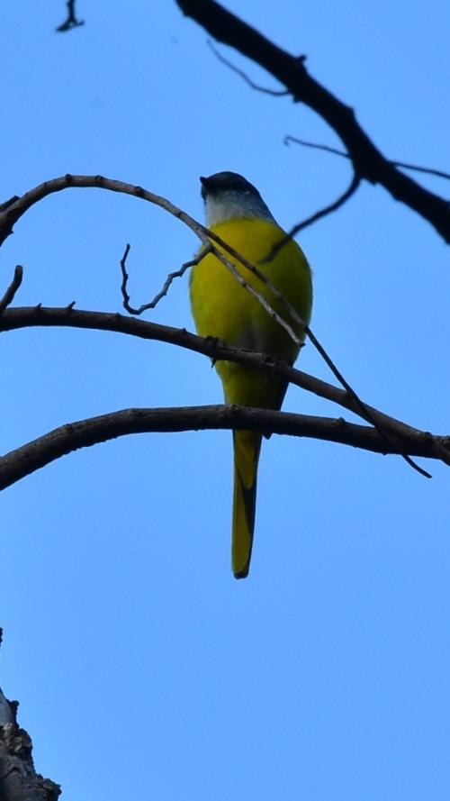 灰喉山椒鳥