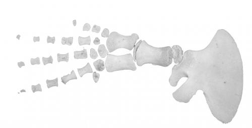 小抹香鯨 早期作法，因無軟骨連接，標本型態較易失真