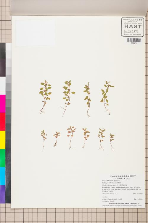 Ludwigia palustris (L.) Elliott_標本_BRCM 3565