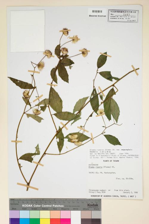 Blumea riparia (Blume) DC. var. megacephala Randeria_標本_BRCM 4805