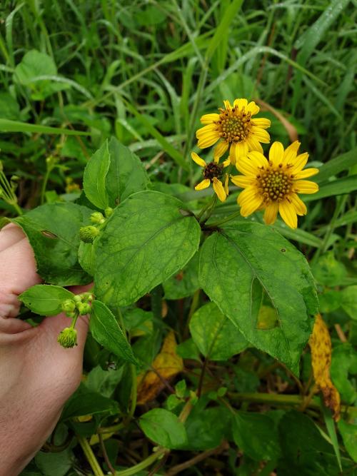 雙花蟛蜞菊