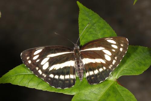 20090927_347168_Neptis philyra splendens_a.jpg