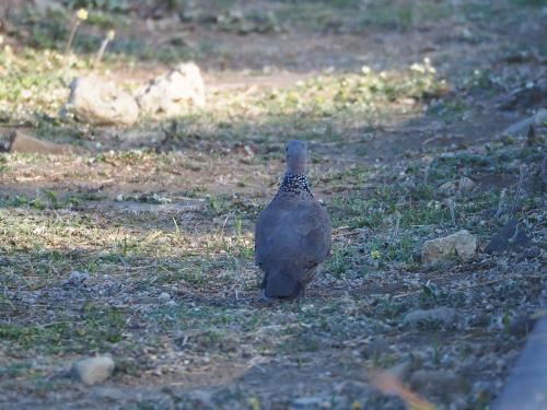 珠頸斑鳩(指名亞種)