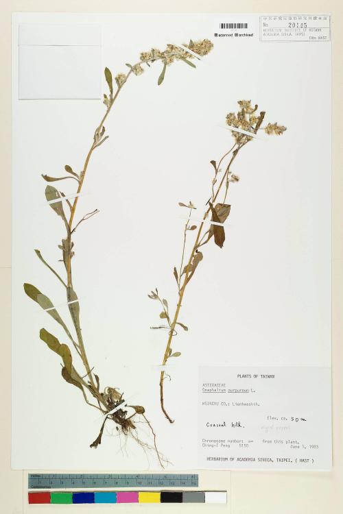 Gnaphalium purpureum L._標本_BRCM 5546
