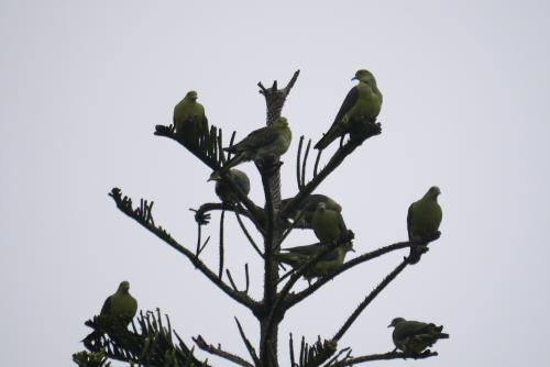 紅頭綠鳩