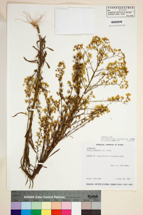 Conyza canadensis (L.) Cronq. var. pusilla (Nutt.) Cronq._標本_BRCM 6466