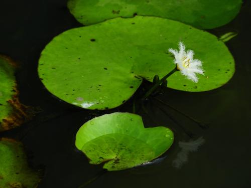 印度莕菜 (一葉蓮)