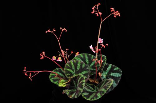 麗紋秋海棠 (Begonia kui C.I Peng)