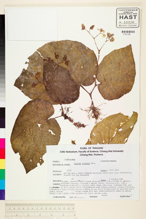 Begonia curtisii標本_BRCM 1928