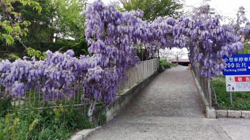 大梨山最大規模紫藤花梨山櫻園丘