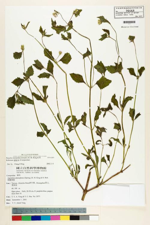 Praxelis clematidea R.M. King & H. Rob._標本_BRCM 5081