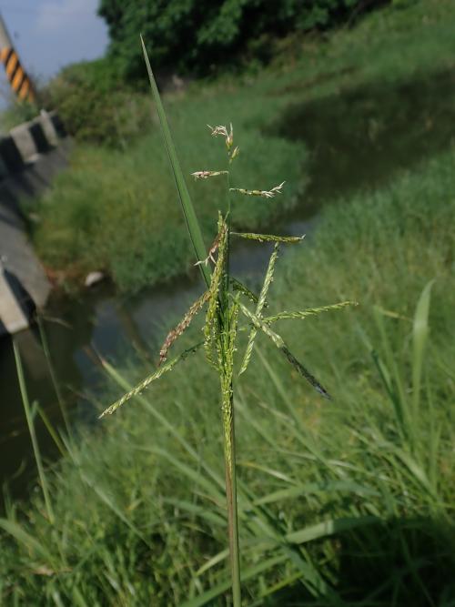 高野黍