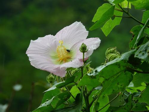 山芙蓉