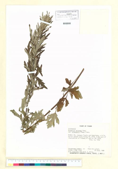 Artemisia princeps Pamp. var. orientalis (Pamp.) Hara_標本_BRCM 7092