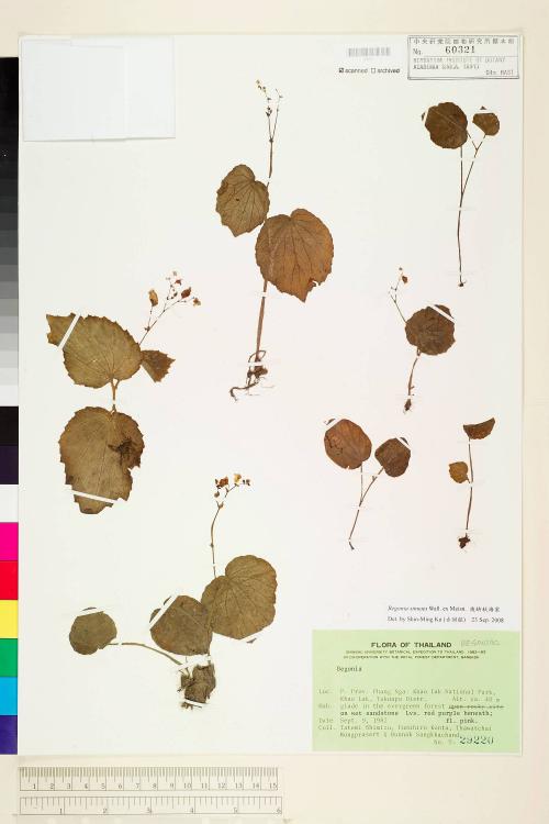 Begonia sinuata標本_BRCM 1318