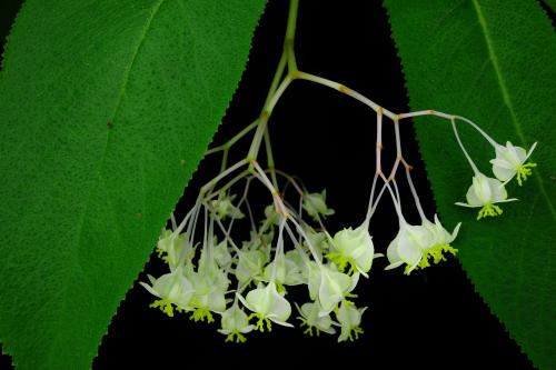 Begonia egregia N.E.Br.