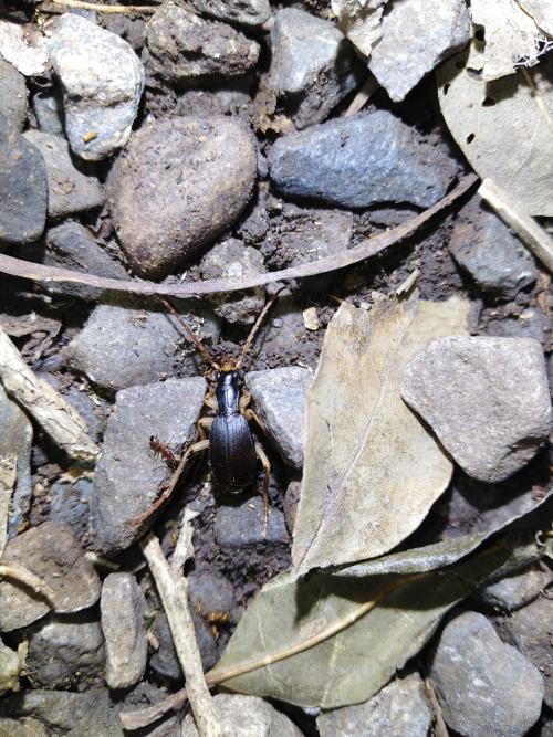 Pheropsophus emarginatus