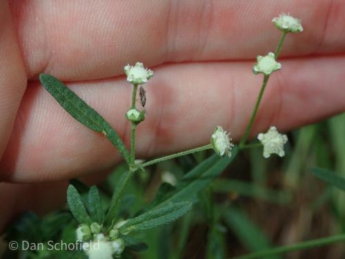 銀膠菊