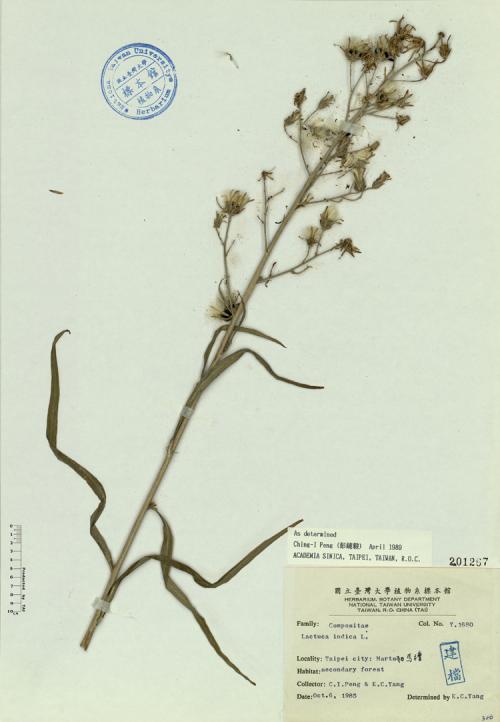Lactuca indica L._標本_BRCM 4657