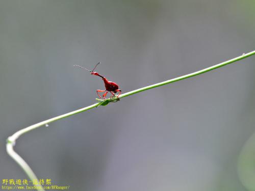 棕長頸捲葉象鼻蟲