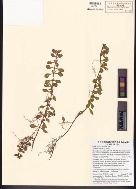 Ludwigia repens J.R. Forst._標本_BRCM 7745