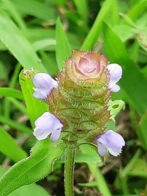 夏枯草