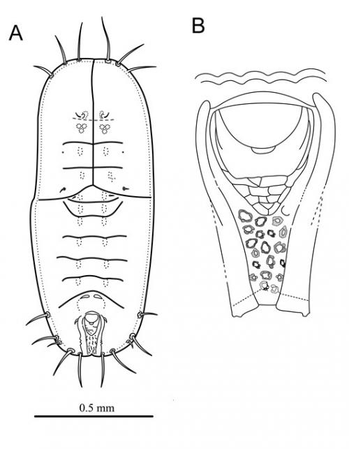 Setaleyrodes mirabilis  Takahashi, 1931