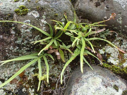 井欄邊草 (鳳尾蕨)