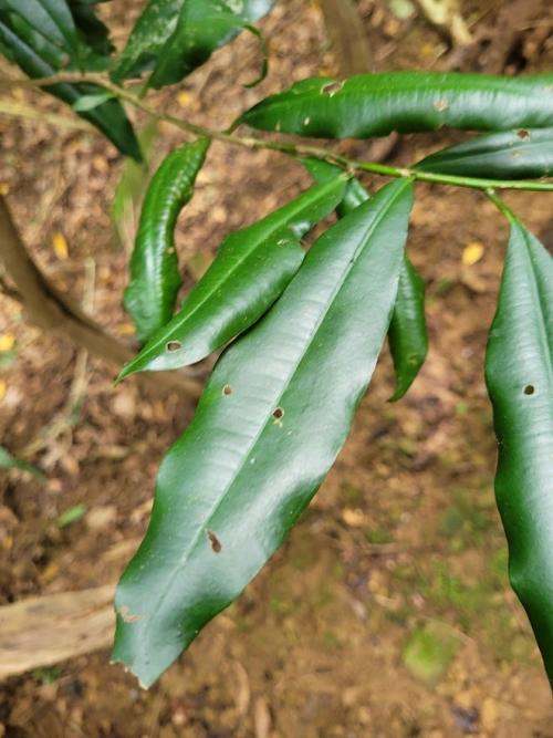 小葉樹杞