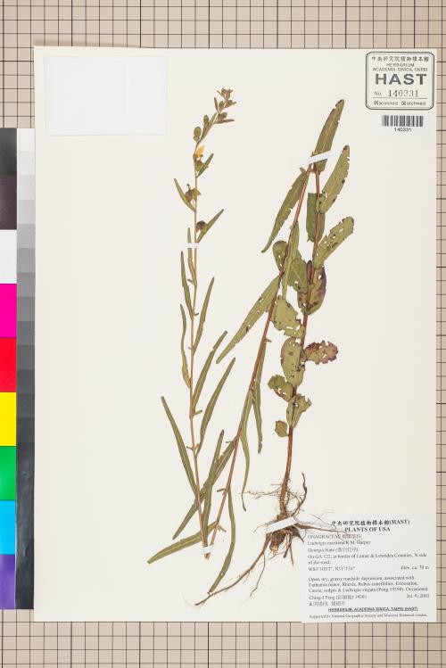 Ludwigia maritima R.M. Harper_標本_BRCM 3534