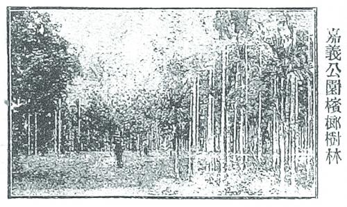 嘉義公園檳榔樹林