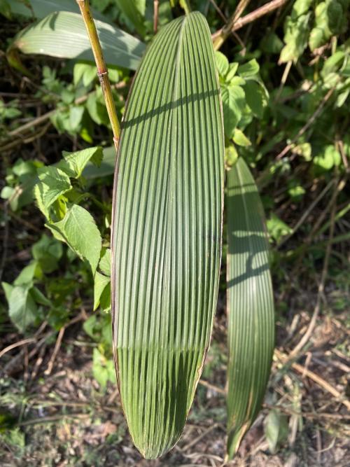 棕葉狗尾草