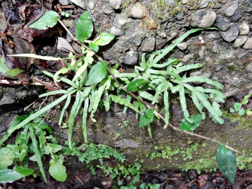 井欄邊草 (鳳尾蕨)