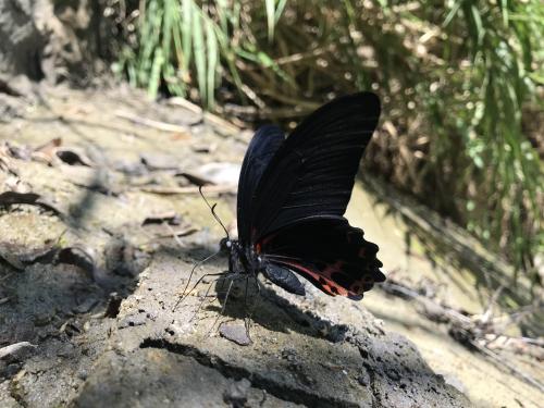 台灣鳳蝶