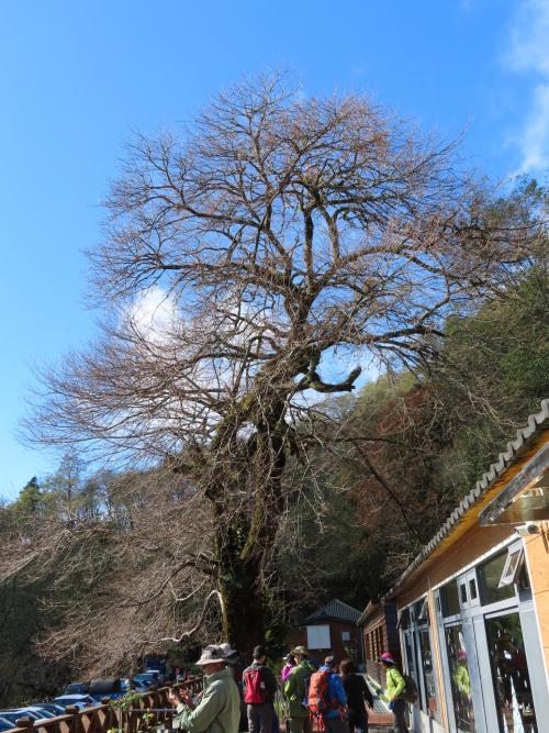 霧社山櫻花