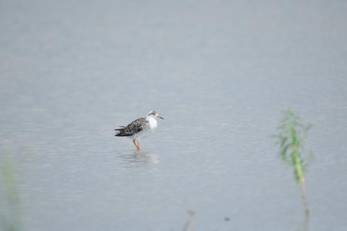 流蘇鷸