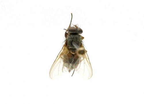 Gymnadichosia pusilla female dorsal