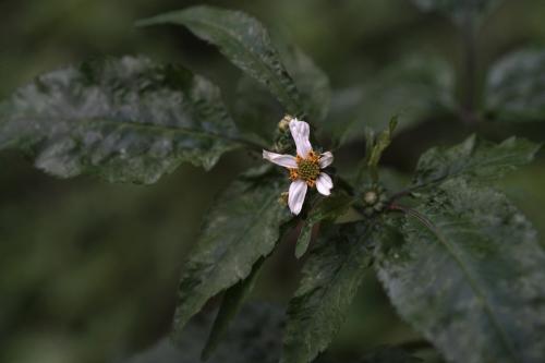 大花咸豐草