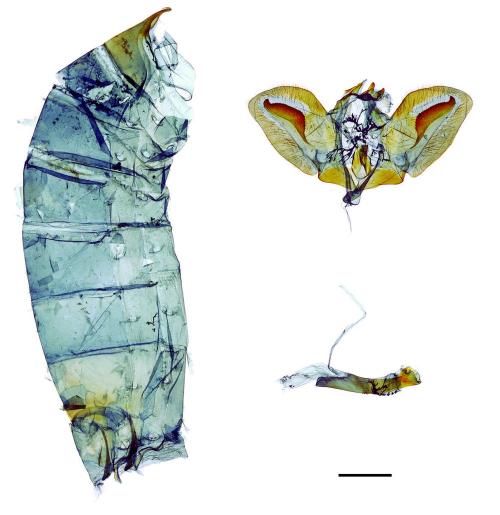 Papilio polytes ledebouria Eschscholtz, 1821 玉帶鳳蝶菲律賓亞種