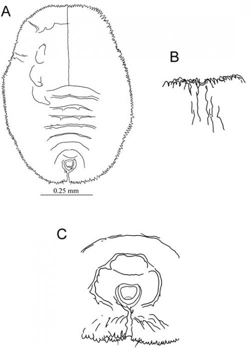 Aleuroclava trachelospermi  (Takahashi, 1938)  絡石棒粉蝨
