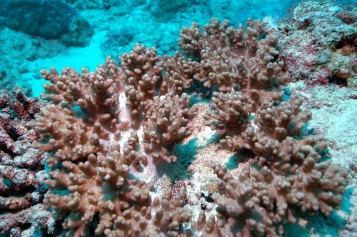 櫟葉指形軟珊瑚