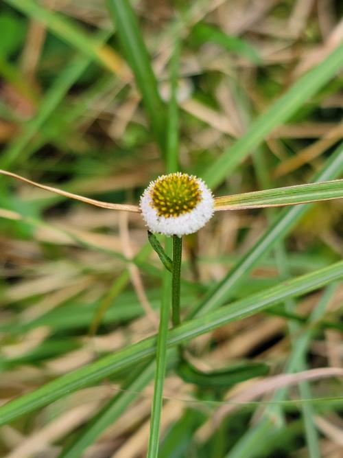 矮菊