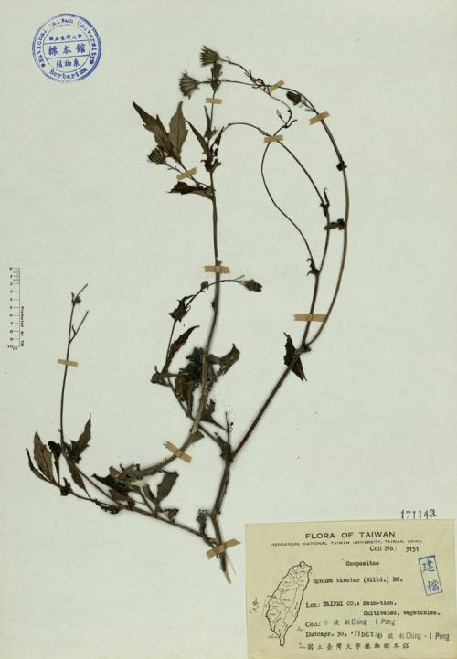 Gynura bicolor (Willd.) DC._標本_BRCM 4130