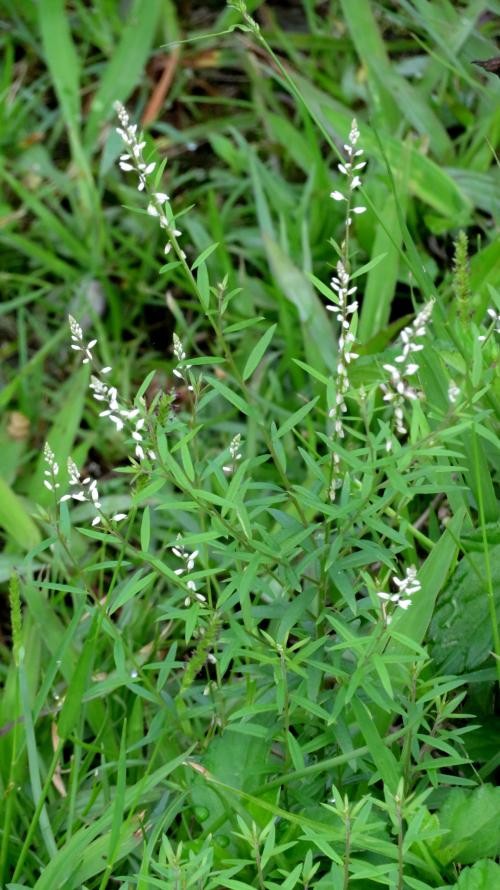 圓錐花遠志